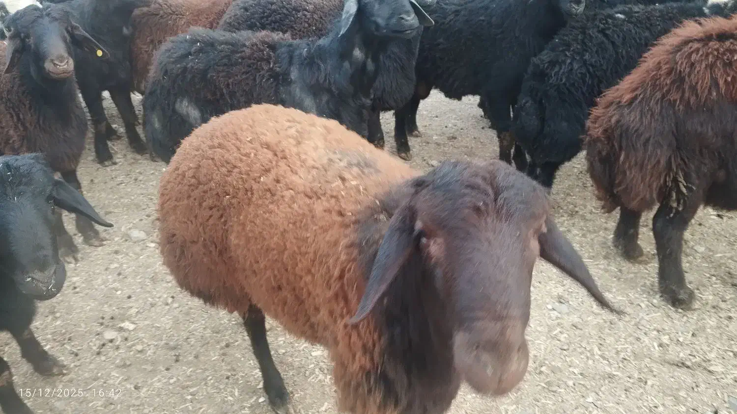فروش قوچ نژاددار غره فزل لخت|حیوانات مزرعه|نهاوند, |دیوار
