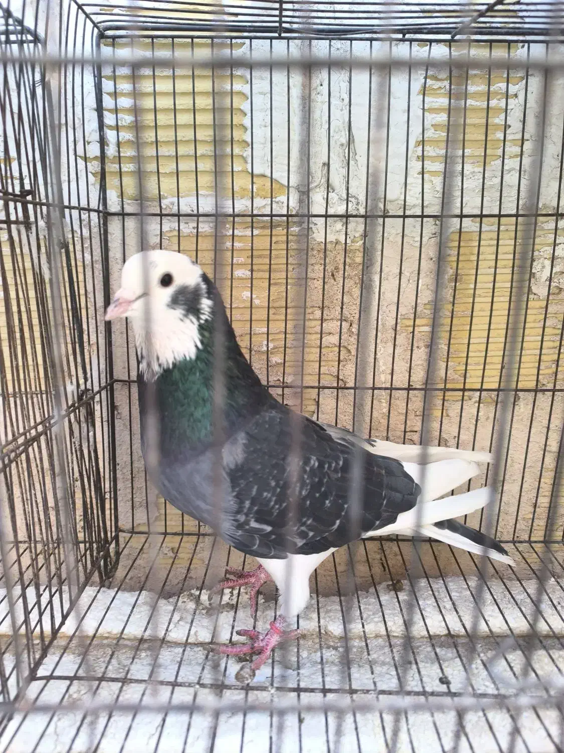 کفتر|پرنده|اصفهان, هفتون|دیوار