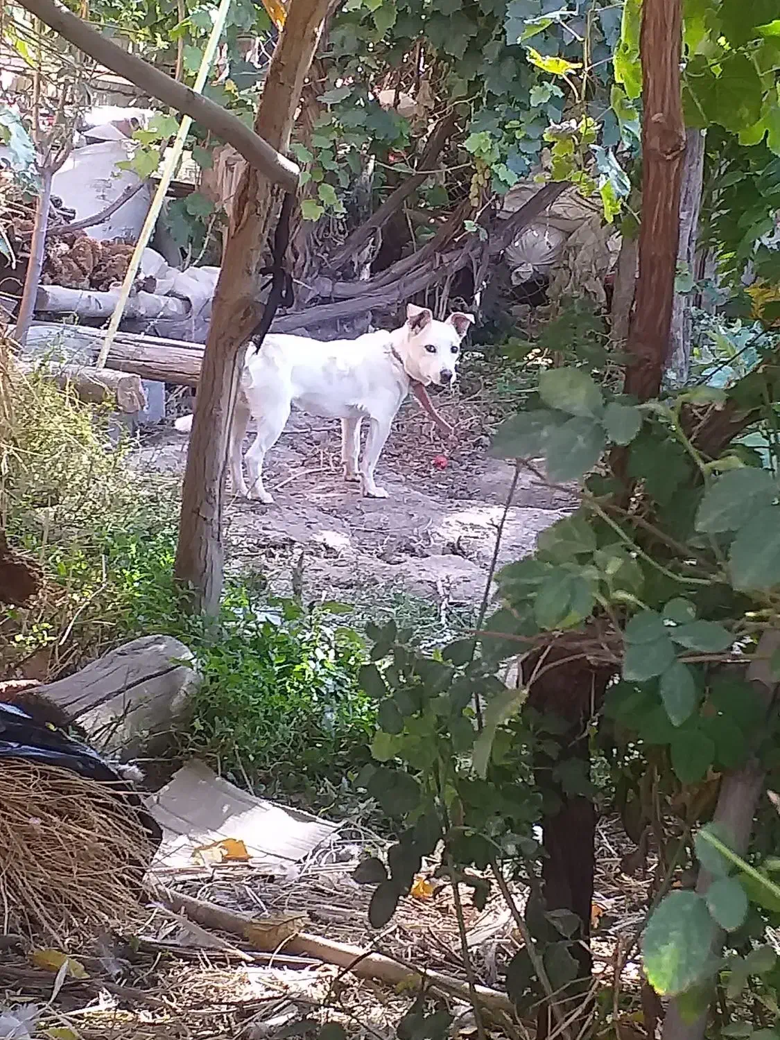 پاکوتاه|سگ|مرند, |دیوار