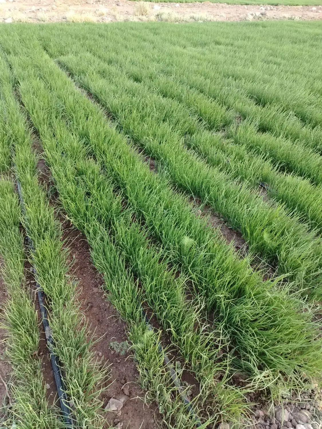 نهال نشا مینروا پیاز|گل و گیاه طبیعی|حاجی آباد, |دیوار