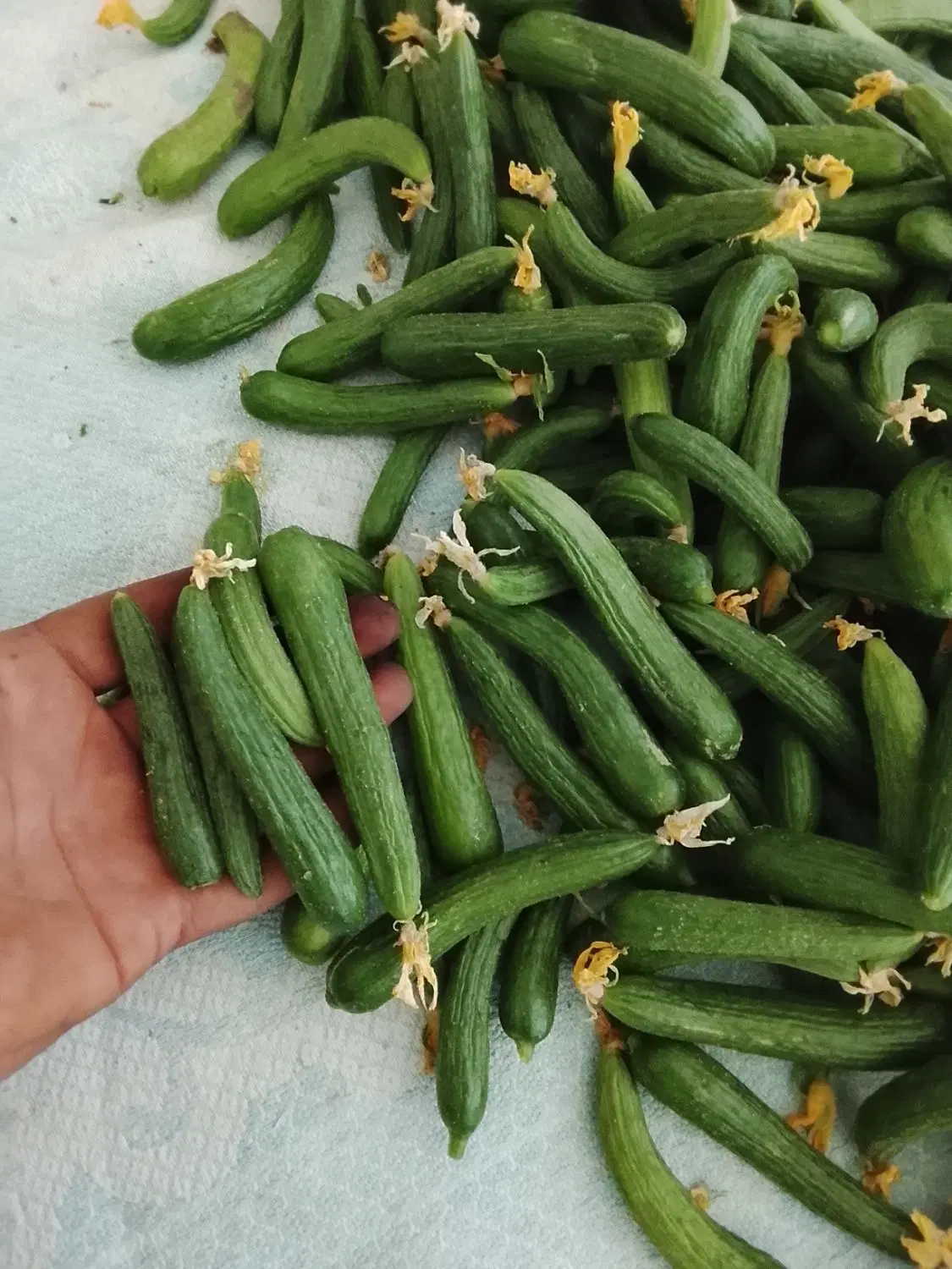خیار|خوردنی و آشامیدنی|شیروان (خراسان), |دیوار