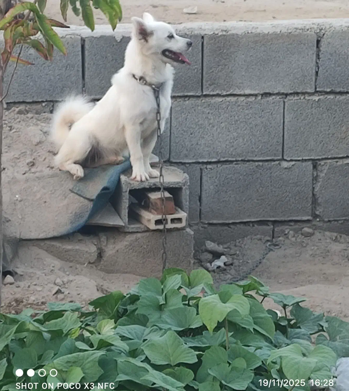 سگ پاکوتاه شتینزو پامر|سگ|چابهار, |دیوار