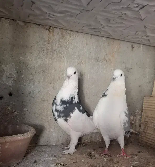 کبوتر پرشی|پرنده|شهریار, فرارت|دیوار