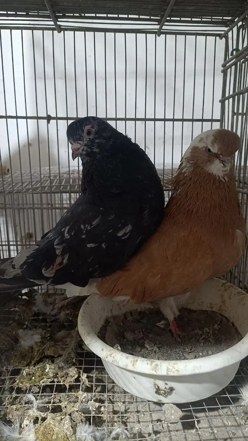 کبوتر نوک قنار و نوک ریز|پرنده|مشکین‌دشت, |دیوار