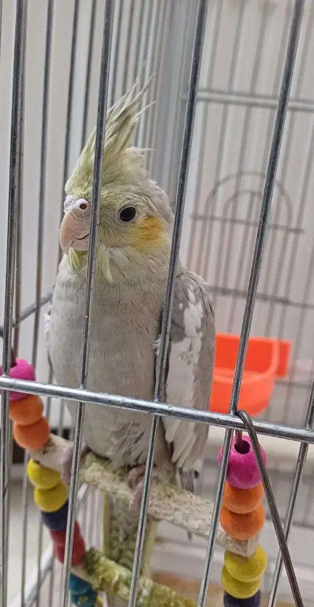 عروس هلندی آهویی|پرنده|کهریزک, |دیوار