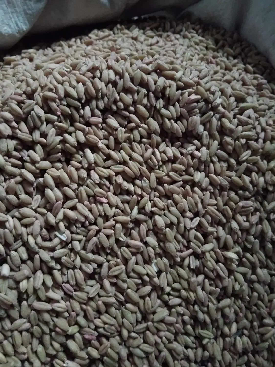 گندم بذر|عمدهفروشی|ایجرود, |دیوار