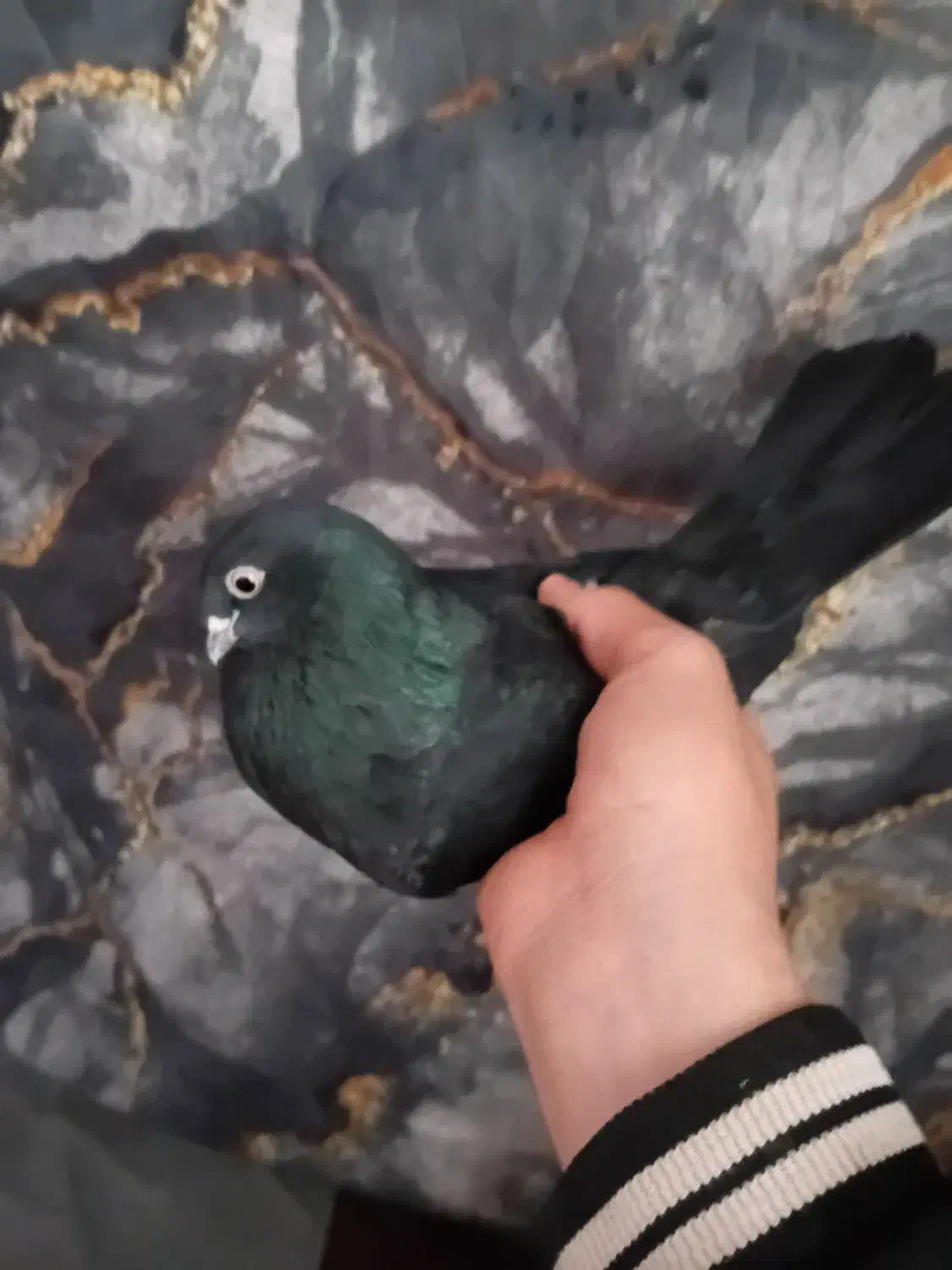 کبوتر پرش|پرنده|لیلان, |دیوار