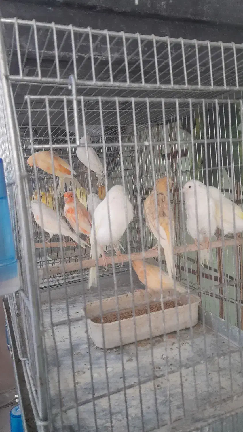 قناری سفید طلایی پرتقالی|پرنده|آباده, |دیوار