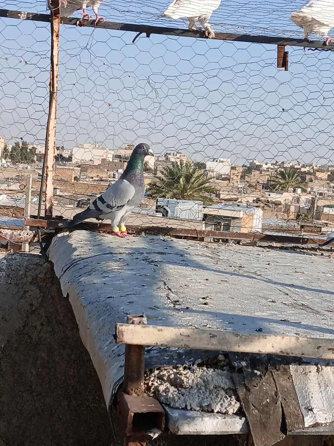 دورگ|پرنده|شیراز, شهرک بهار|دیوار