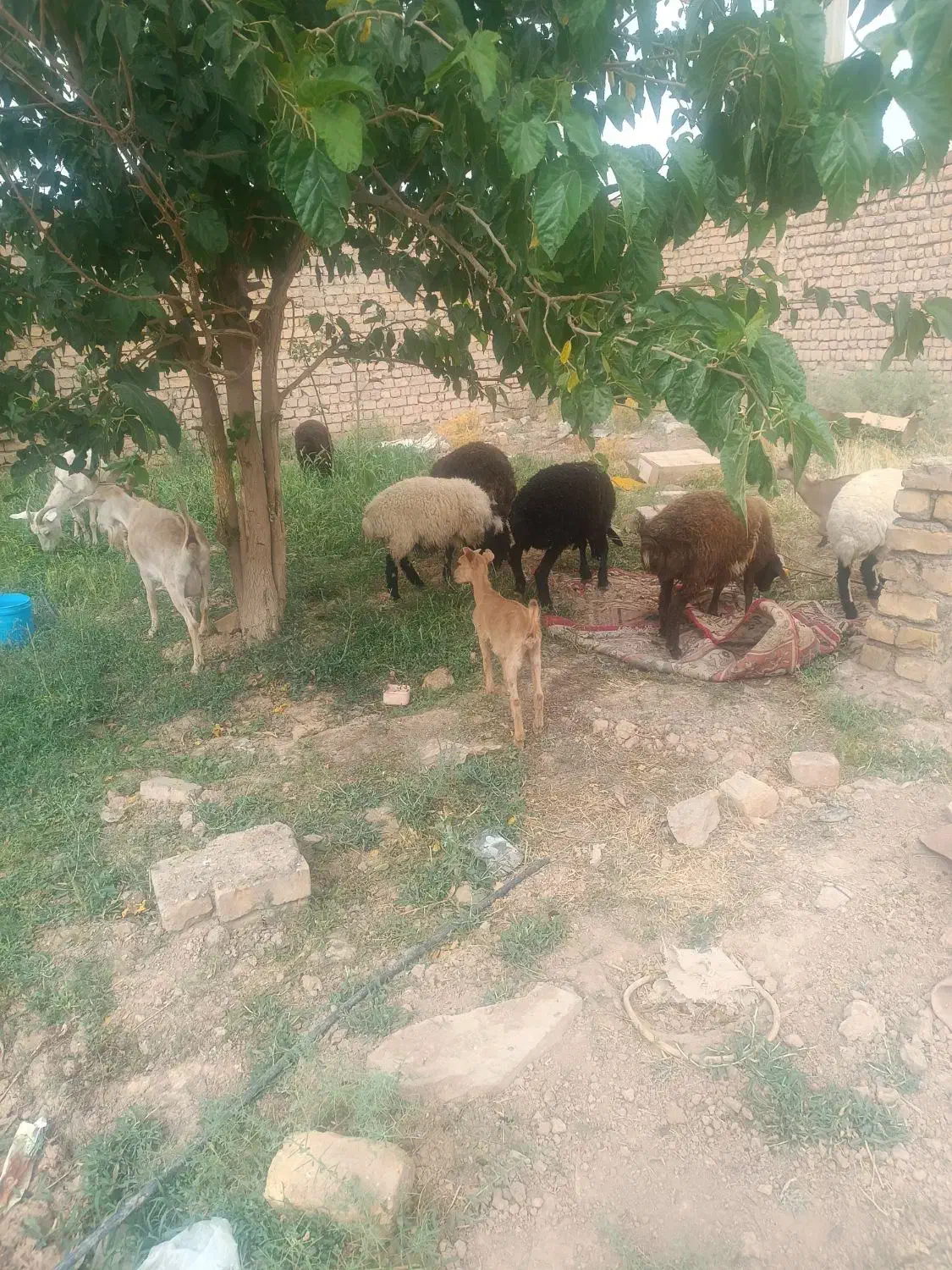 2 بره ویک بز|حیوانات مزرعه|برخوار, |دیوار