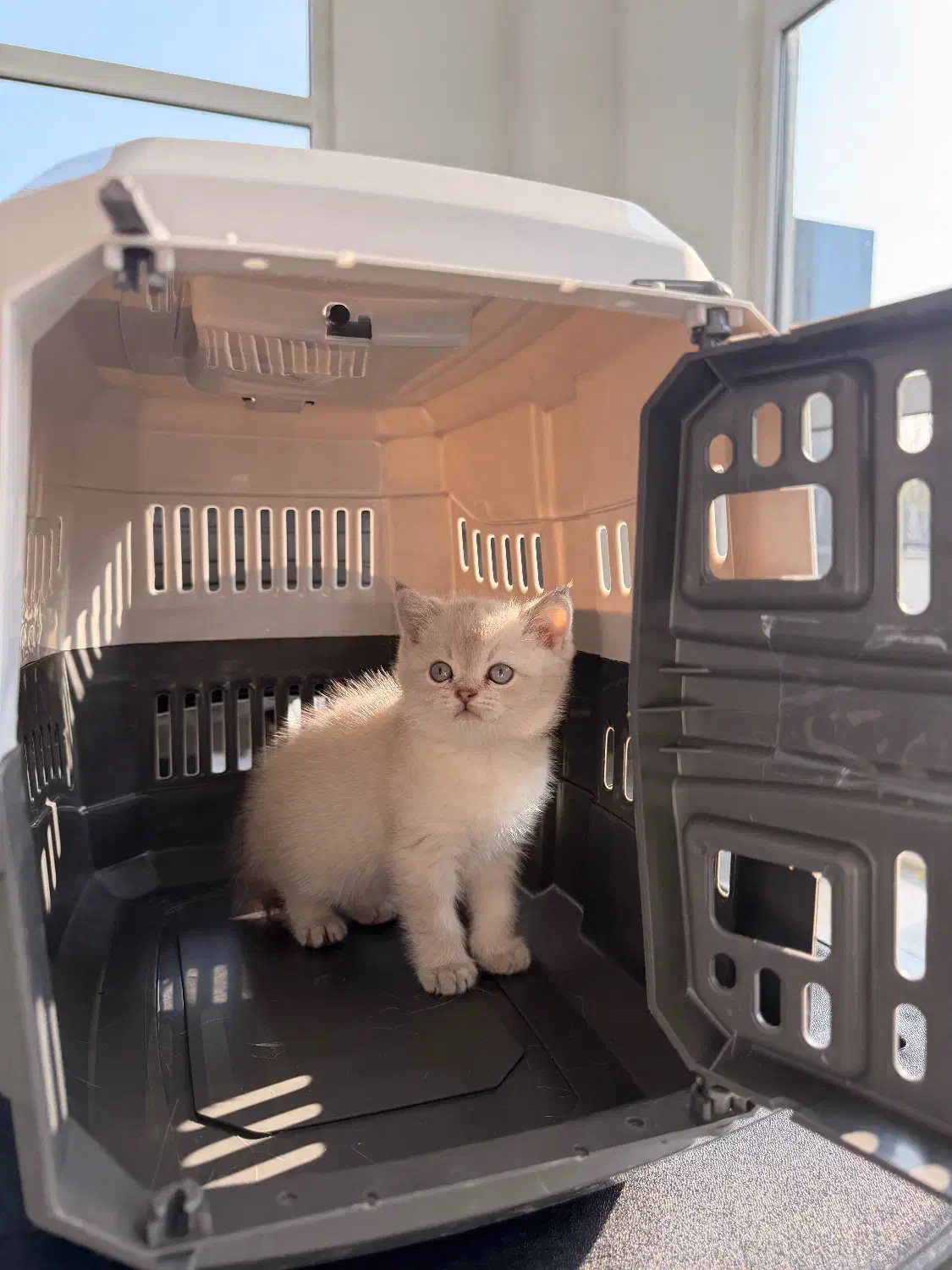 بریتیش بلوپوینت|گربه|لاهیجان, شیشه گران|دیوار