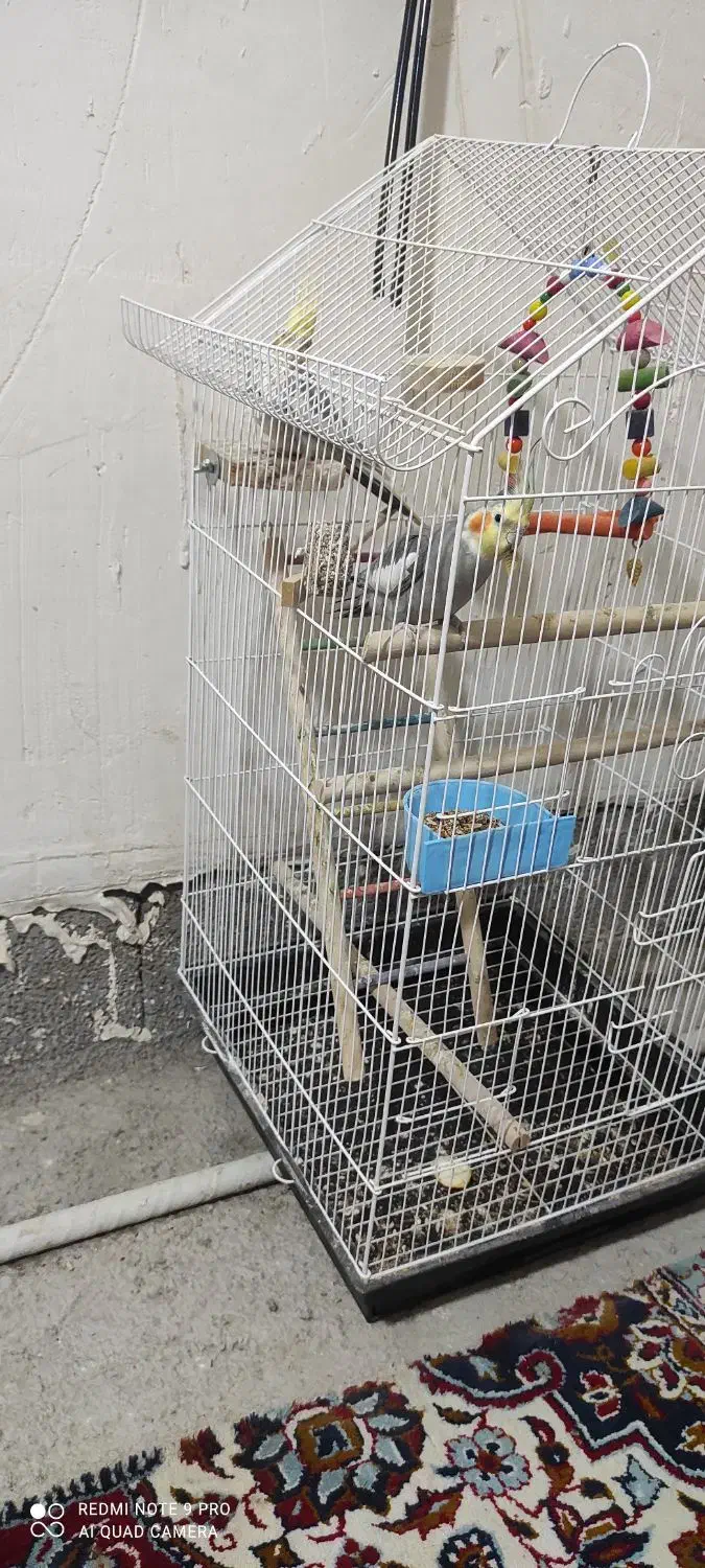 عروس هلندی سوپر سایز|پرنده|سنقر, |دیوار