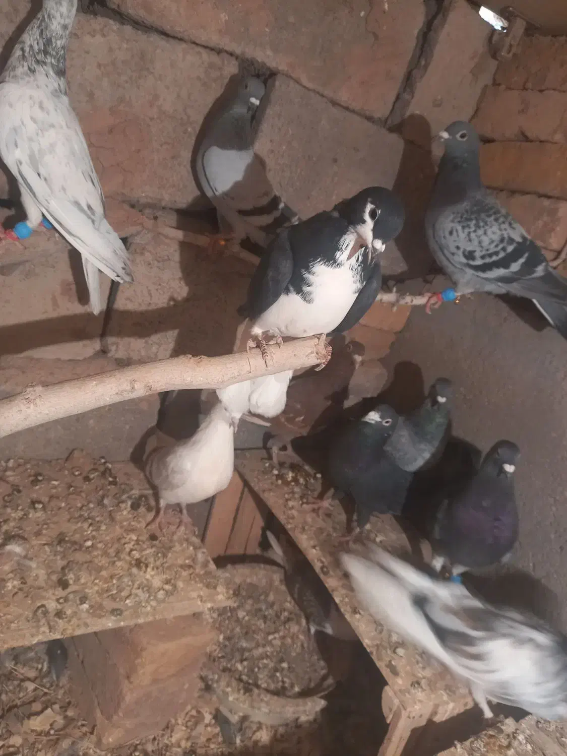 کبوتر خوشرنگ تک ۴۰۰|پرنده|بوئین زهرا, |دیوار