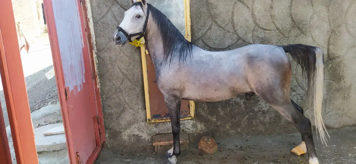 اسب کرد  نریان سیلمی|اسب و تجهیزات اسب‌سواری|ارومیه, |دیوار