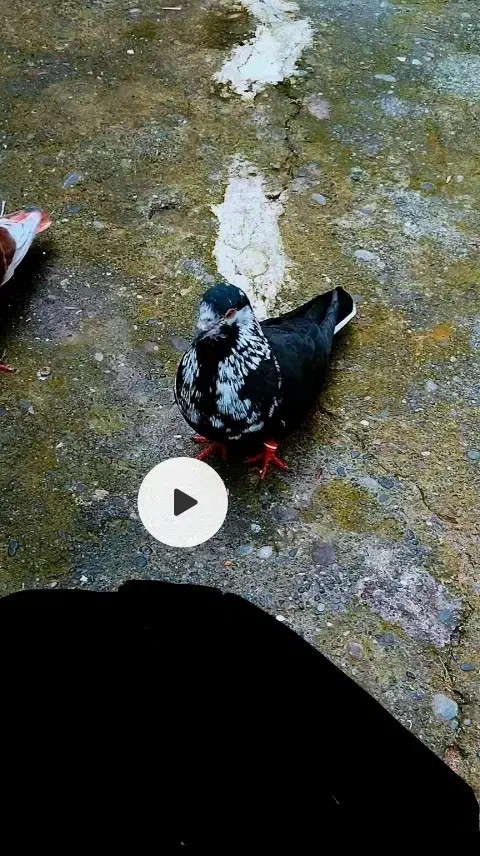 کبوتر کفتر گمشده|پرنده|بندر انزلی, متروپل|دیوار