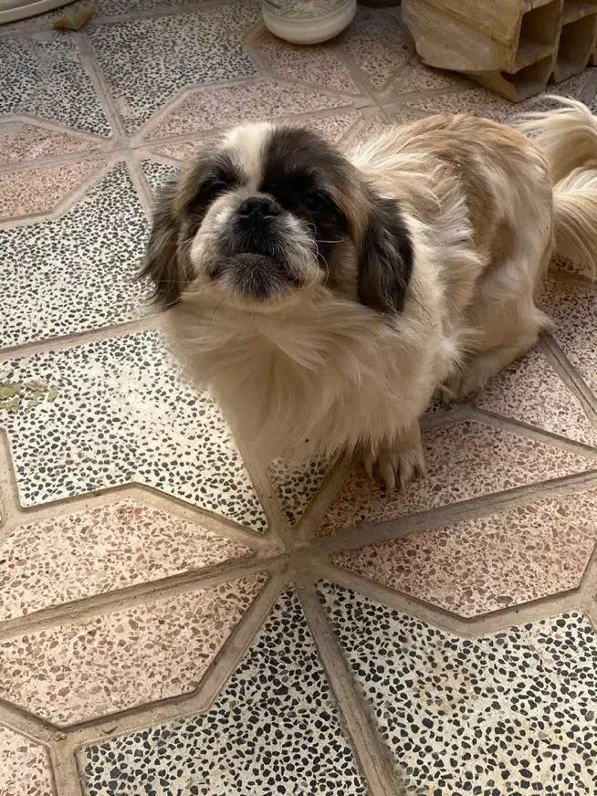 نژاد سگ سوپر فلت|سگ|یزد, |دیوار