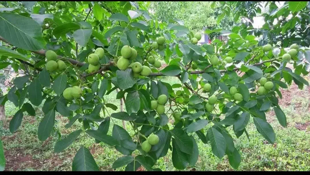 نهال گردو ژنوتیپ F1 آمریکایی / دیرگل، باردهی بالا|خدمات باغبانی و درختکاری|مشهد, شهرآرا|دیوار