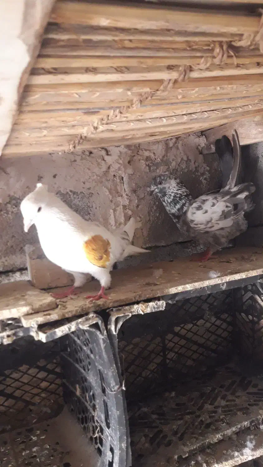 کفتر پرشی|پرنده|میناب, |دیوار