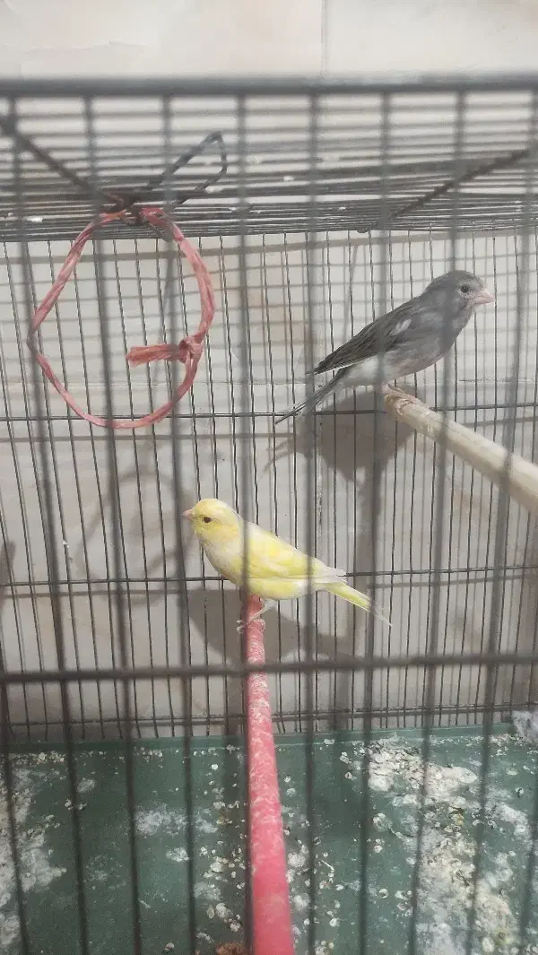 قناری نر و ماده|پرنده|قزوین, |دیوار