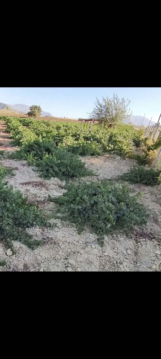 اجاره 4هکتارباغ انگور|اجارهٔ دفتر صنعتی، کشاورزی، تجاری|مریوان, |دیوار