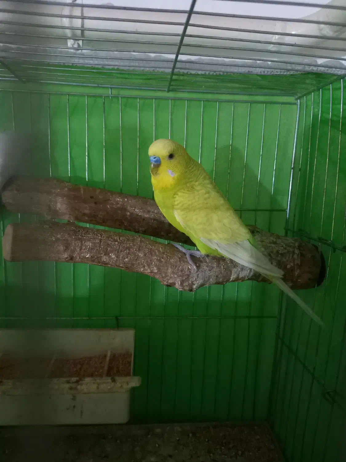 مرغ عشق بالغ جفت|پرنده|قزوین, |دیوار