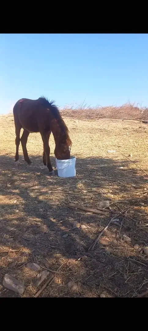 اسب|حیوانات|شوشتر, |دیوار