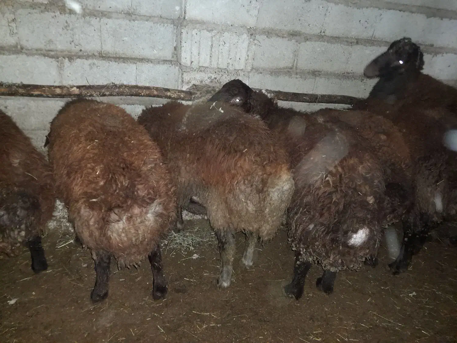 گوشت بره نر ارگانیک|حیوانات مزرعه|سیه رود, |دیوار