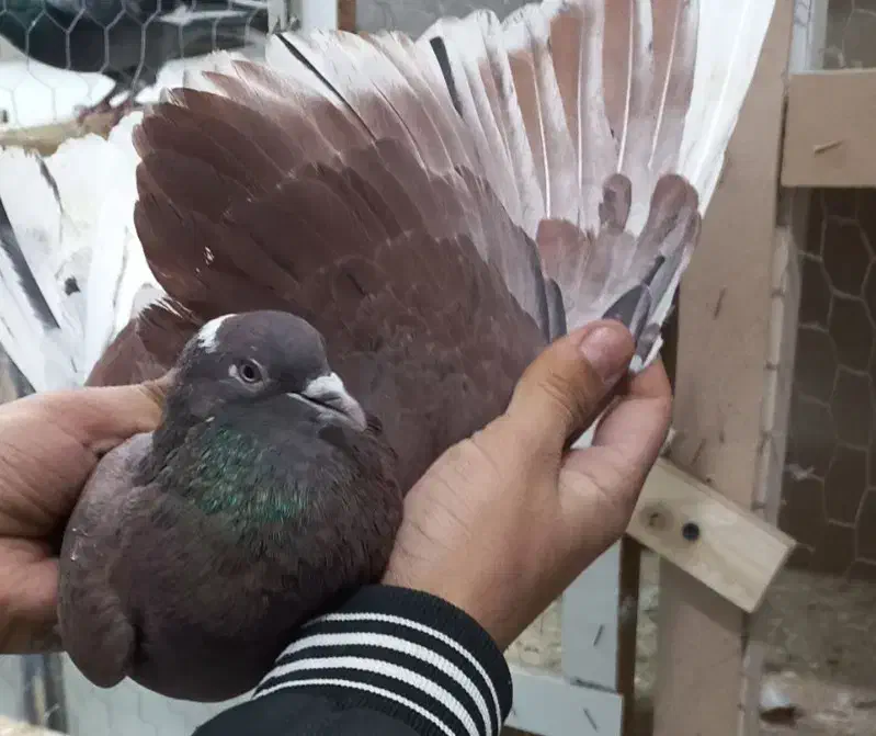 کفتر پرشی|پرنده|گلستان (تهران), |دیوار