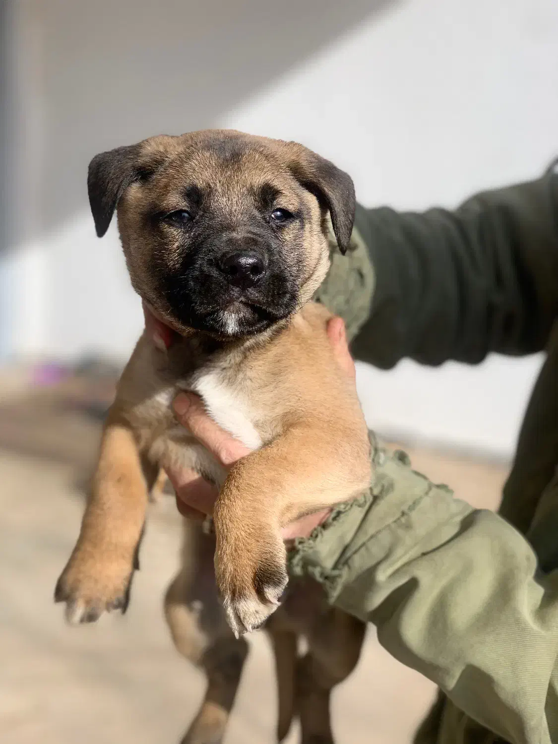 توله پیتکورسو نر و ماده|سگ|تهران, هلال احمر|دیوار