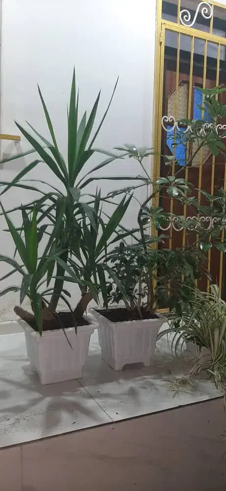 گل یوکا.شفرا.سانسوریا لب طلایی|گل و گیاه طبیعی|رشت, نخودچر|دیوار