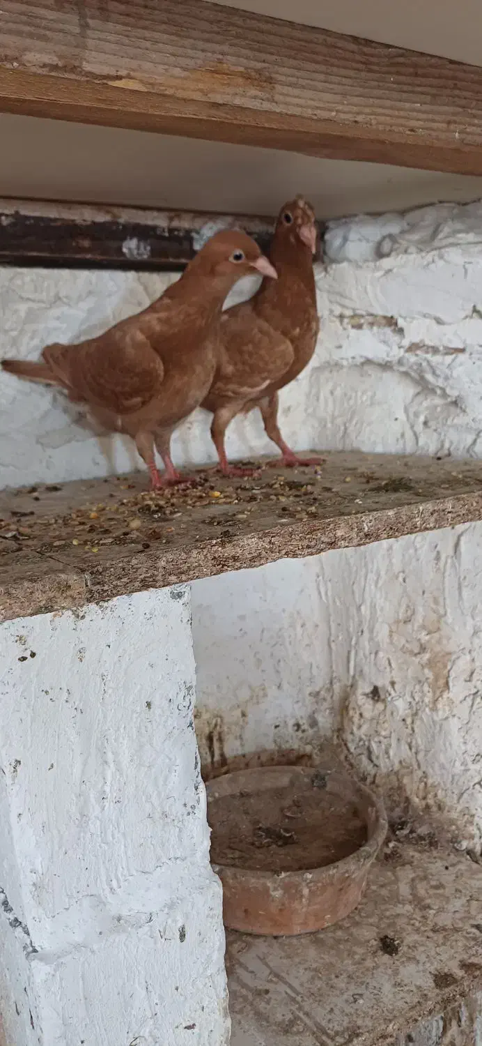 جفت جوجه کبوتر زرد|پرنده|بوشهر, |دیوار