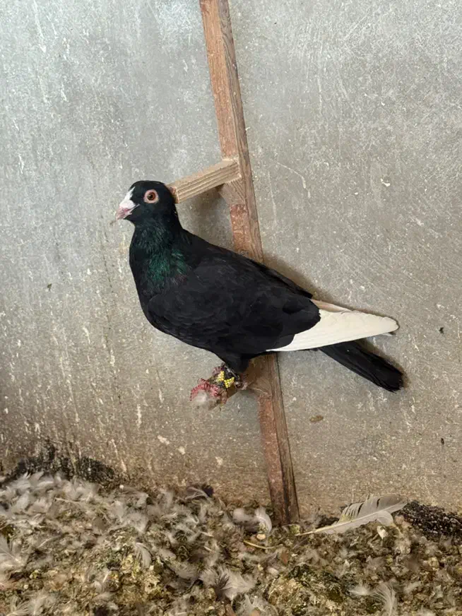 پرنده کبوتر قره سیاه|پرنده|شیراز, شهرک گلستان|دیوار