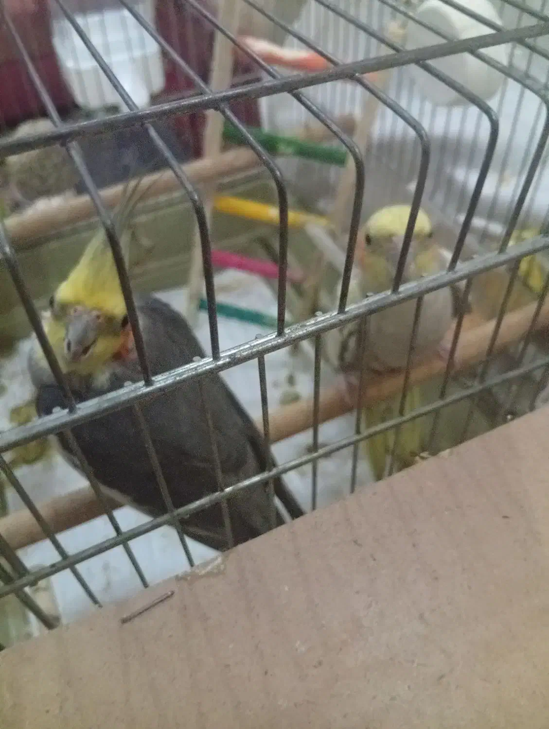 فروش جفت عروس هلندی|پرنده|تهران, تهرانسر شمالی|دیوار