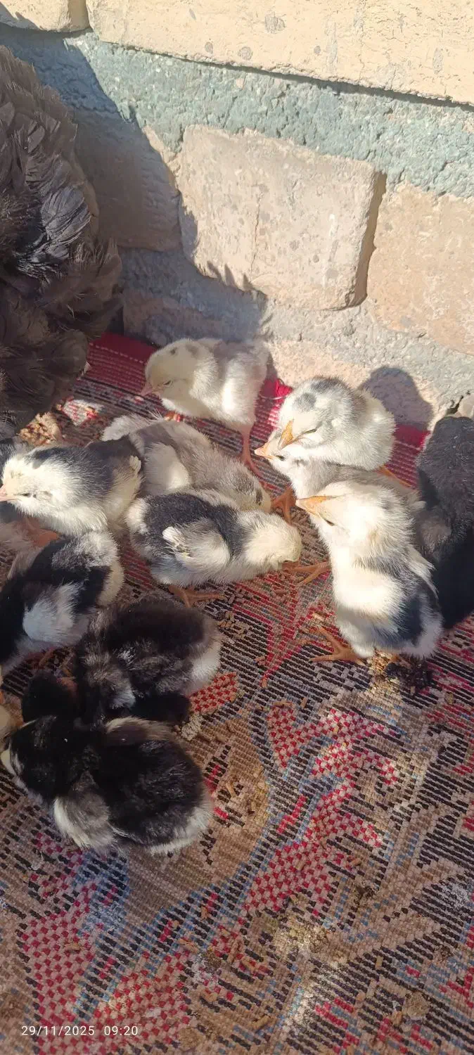 فروش جوجه گلین|حیوانات مزرعه|شیراز, عفیفآباد|دیوار