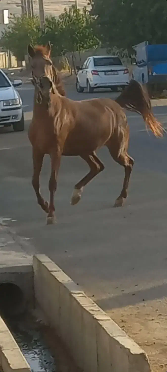 مادیان اول شکم کره پهلوان لارتی|اسب و تجهیزات اسب‌سواری|کامیاران, |دیوار