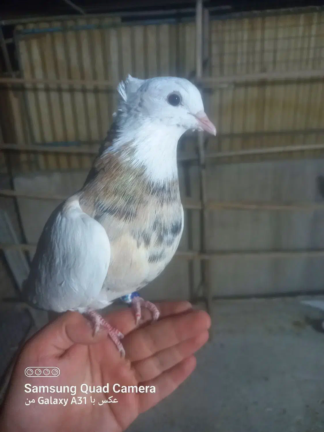 کفتر باخت رفته|پرنده|تهران, یافت‌آباد|دیوار