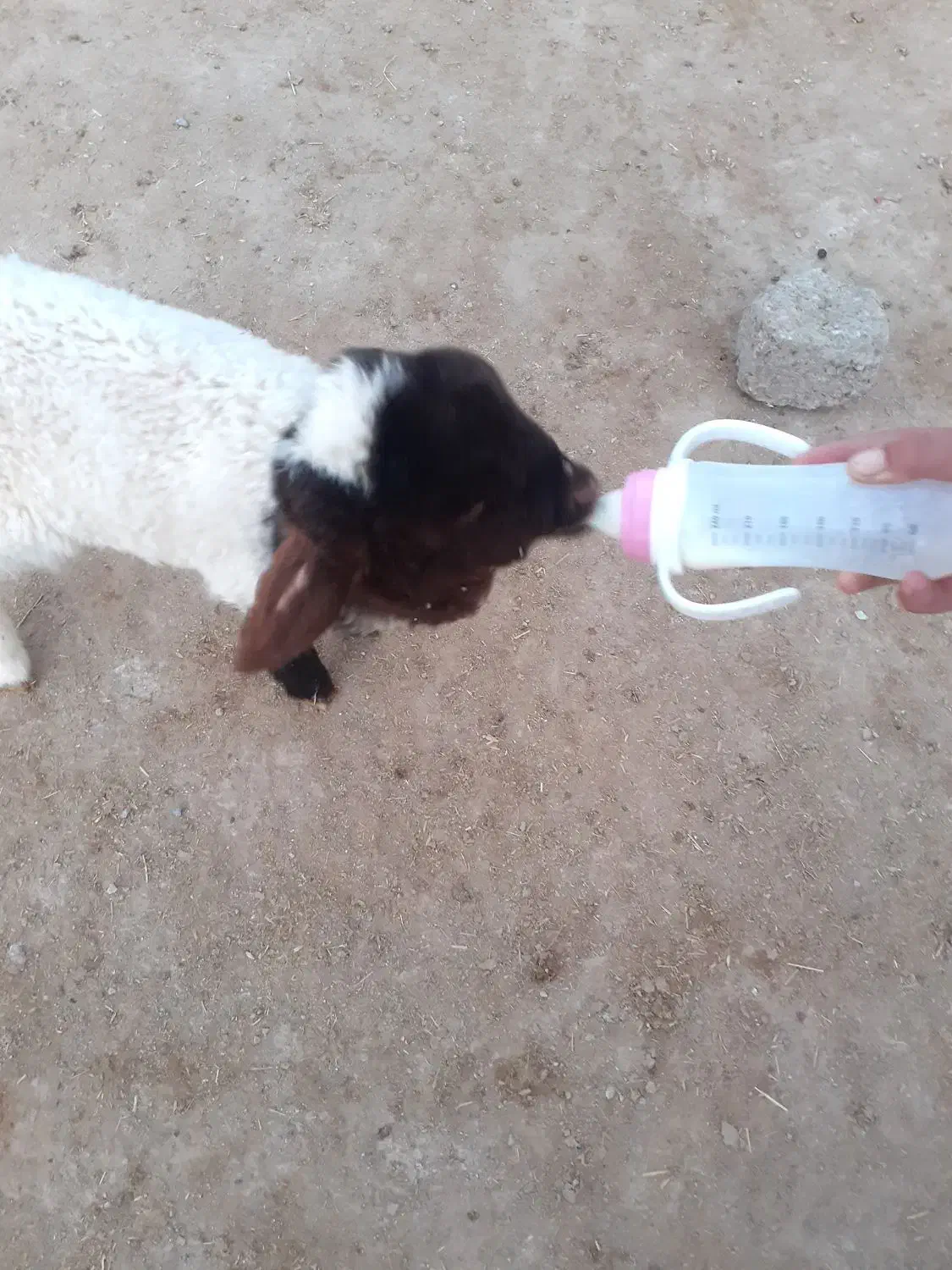 یک عدد بره ماده|حیوانات مزرعه|دهلران, |دیوار