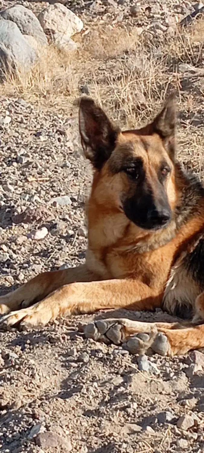 واگذاری ژرمن|سگ|تبریز, |دیوار