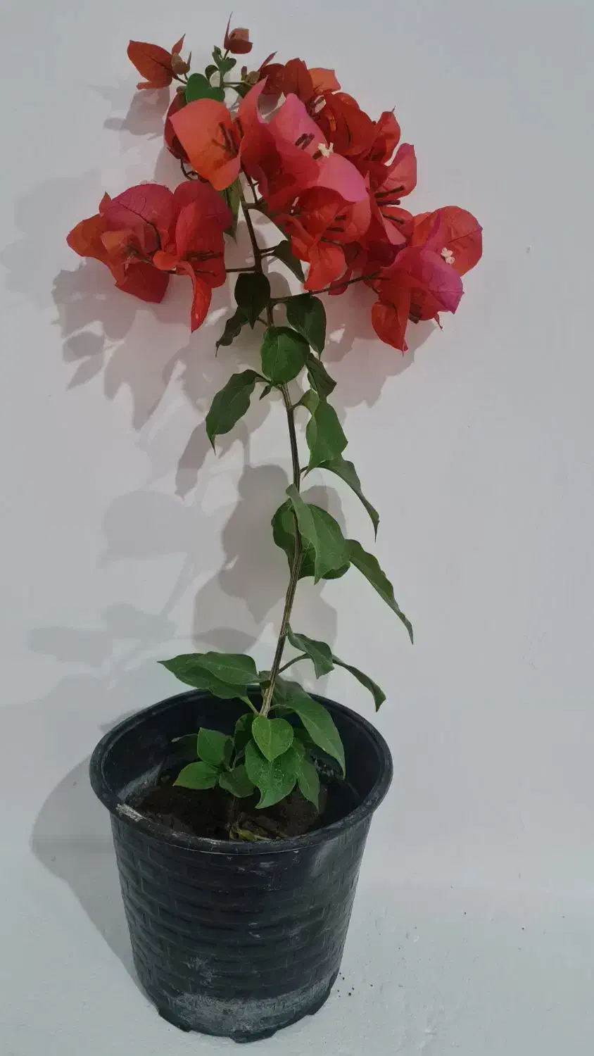 گل روز مادر|گل و گیاه طبیعی|مراغه, |دیوار