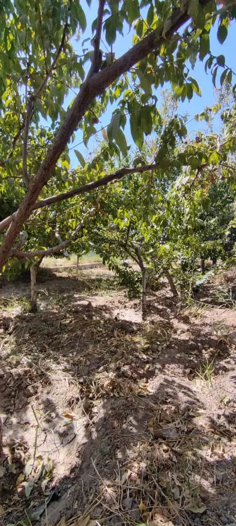 باغچه و باغ فول امکانات/آسفالت مسیر/شن ریزی|فروش خانه و ویلا|تهران, جوادیه|دیوار