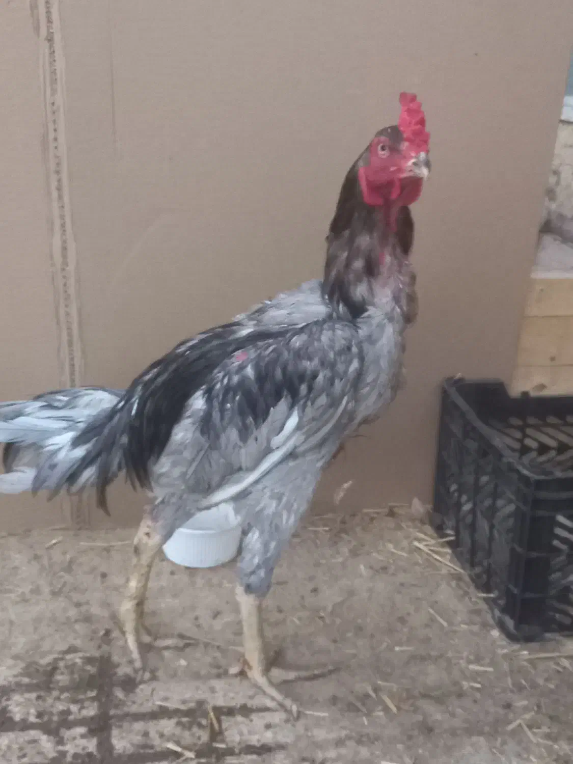 خروس لاری|حیوانات مزرعه|قم, قلعه یزدیها|دیوار