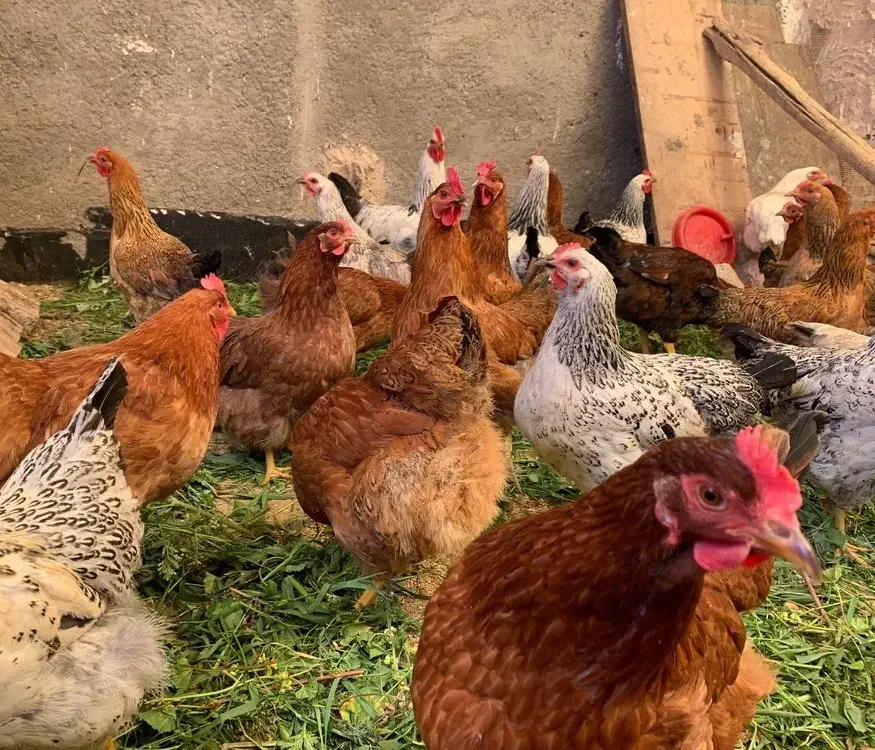 تخم مرغ محلی|خوردنی و آشامیدنی|هشتگرد, ینگی امام|دیوار