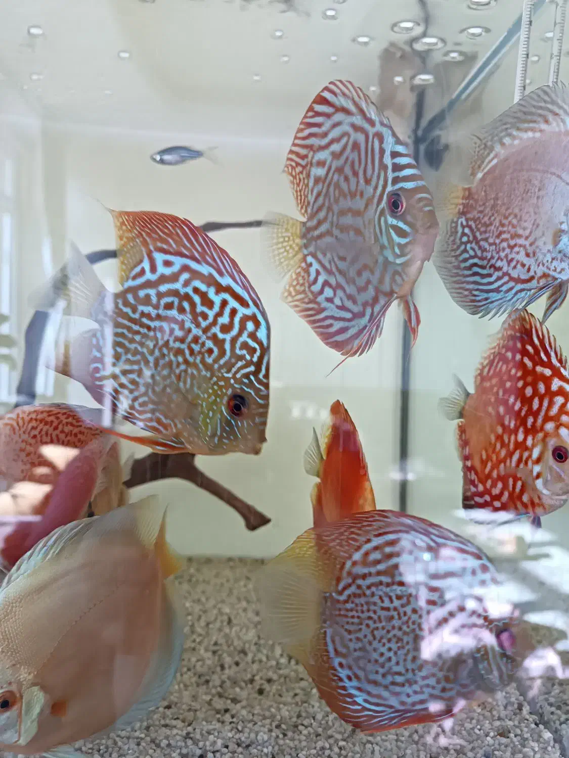 میکس دل دیسکس|ماهی|کرج, بنیاد|دیوار