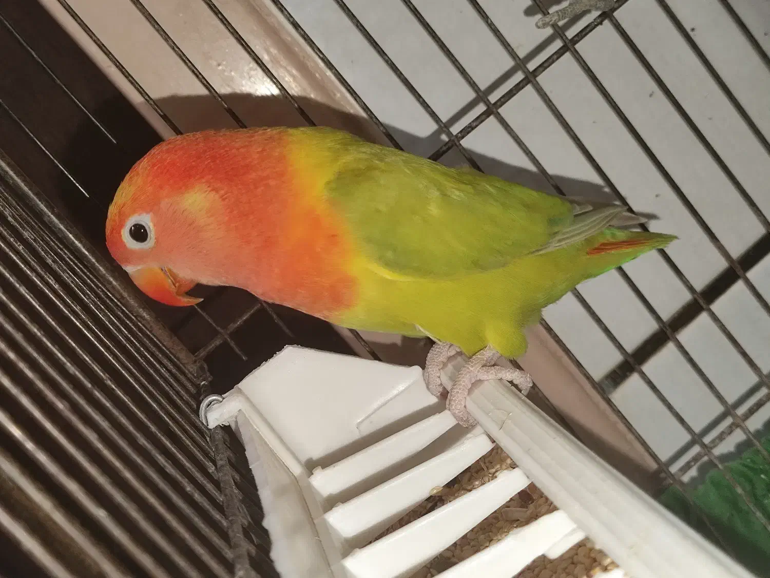 طوطی برزیلی|پرنده|دزفول, |دیوار