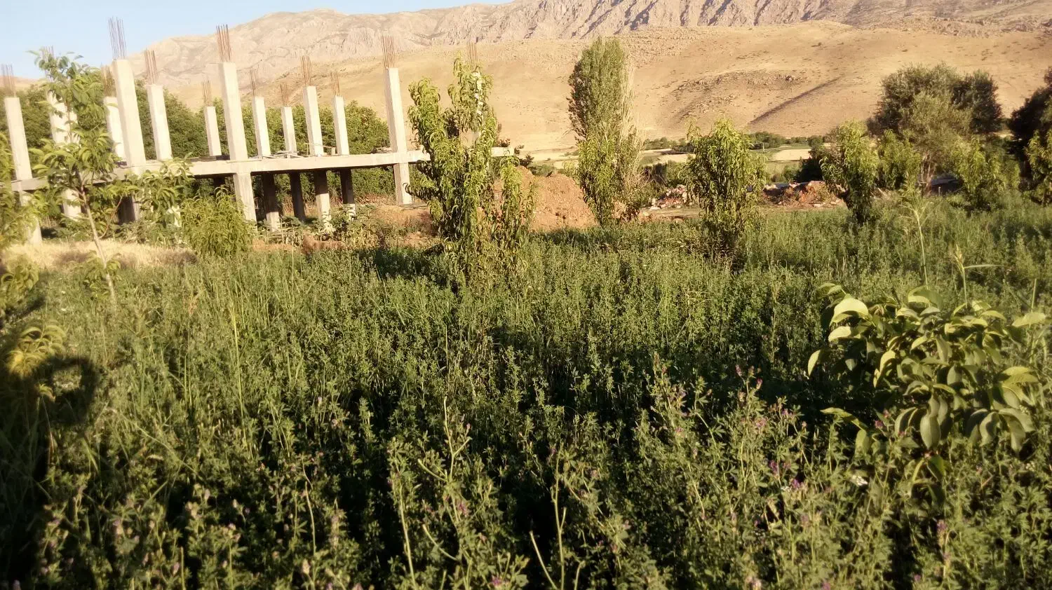 فروش باغ گردو|فروش خانه و ویلا|الشتر, |دیوار