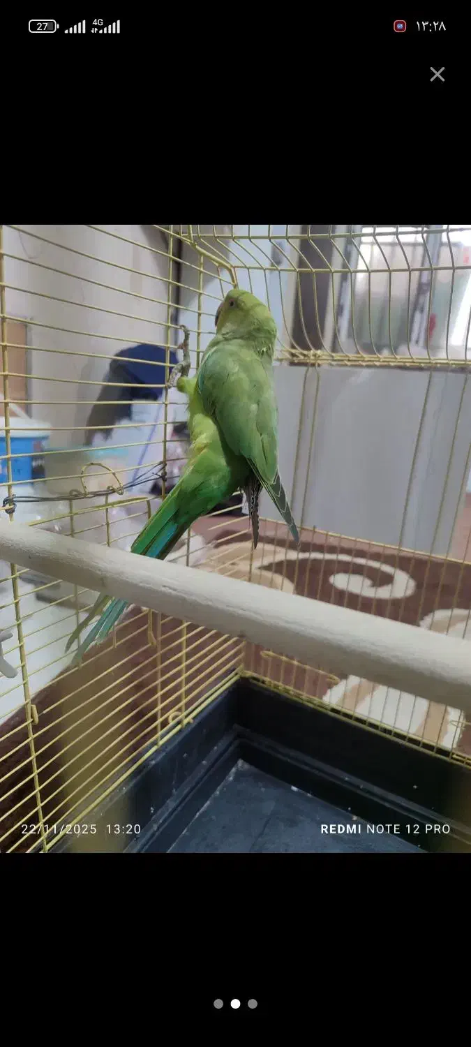 طوطی ملنگو|پرنده|بندرعباس, |دیوار