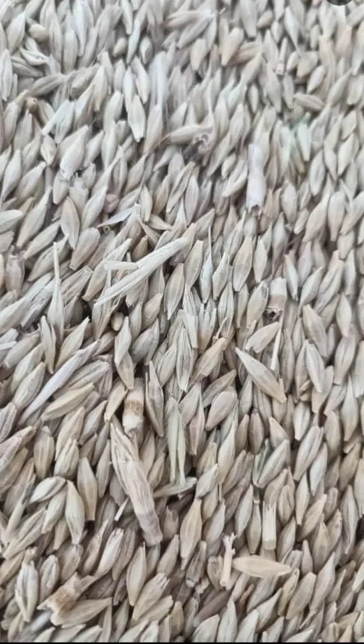 گندم وجومحلی کازرون کوه چنار|خدمات باغبانی و درختکاری|کازرون, |دیوار