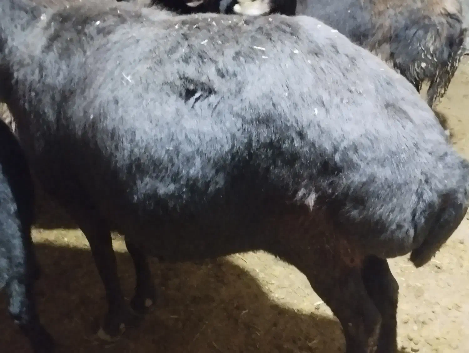 یجفت میش|حیوانات مزرعه|چادگان, |دیوار