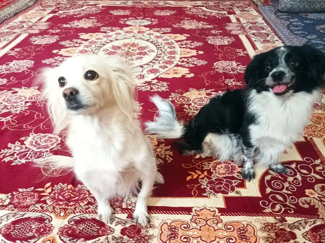 سگ نژاد اشتپیز|سگ|یزد, |دیوار