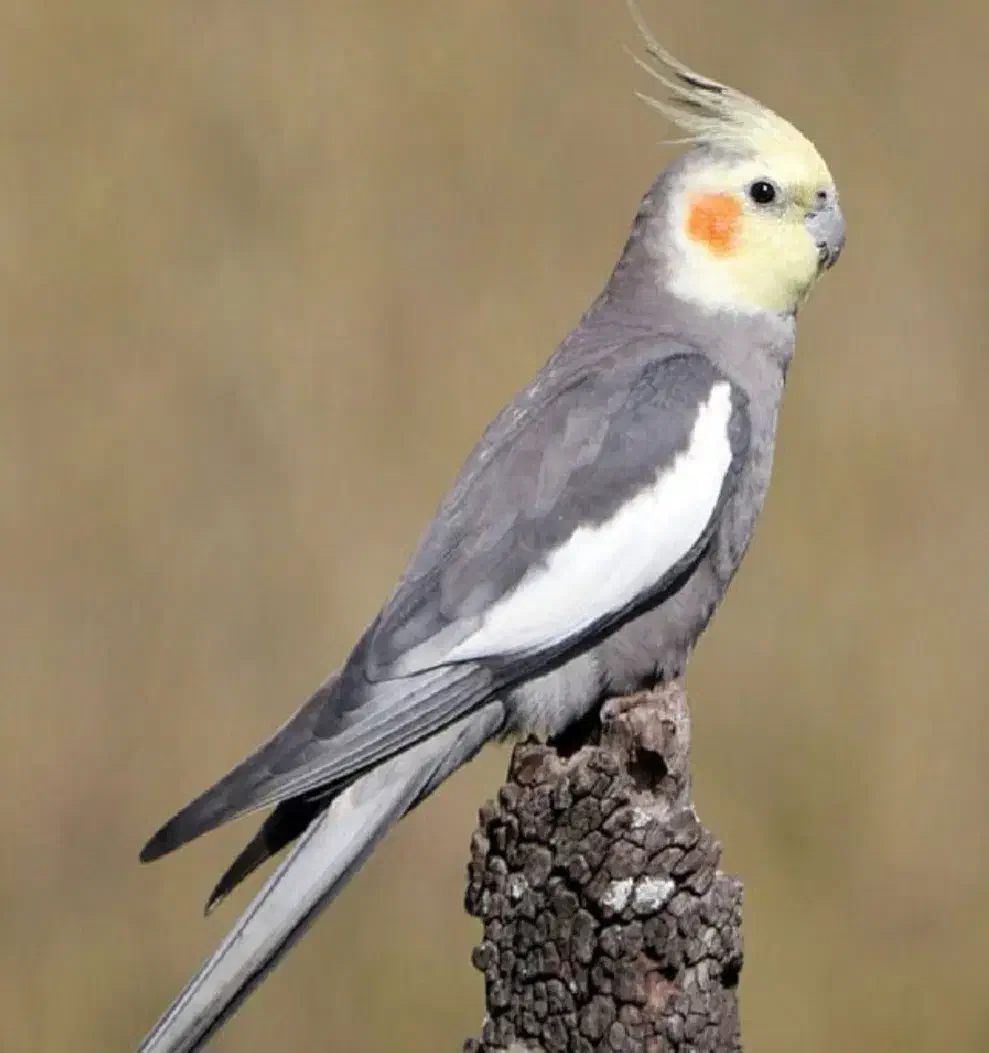 عروس نرو ماده مولد و جوان|پرنده|اقبالیه, |دیوار